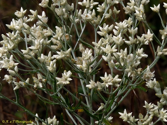 {Pseudognaphalium obtusifolium}